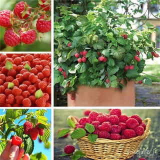 （อัตราการปลูกสูง）1000PCS Rare Delicious Raspberry Fruit Seeds Sweet Juicy Raspberries Home Garden Balcony Bonsai Potted