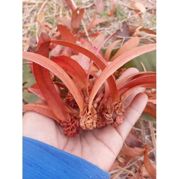 ยางกราด สะแบง ขายเมล็ดพันธุ์1ชุด​50​บาท​บรรจุ​รารา60เมล็ด​(ส่งแบบมีปีกสำหรับงานประดิษฐ์หรือเรียนรู้)
