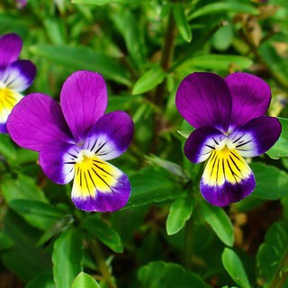 100+ เมล็ด ไวโอล่าสามสี - Viola Cornuta (ดอกทานได้)