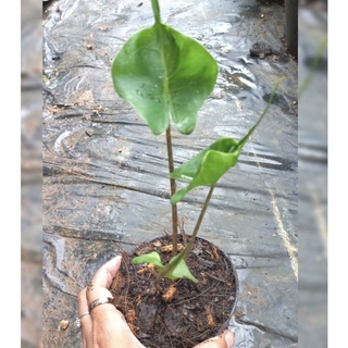 Alocasia macrorrhiza"Stingray"อโลคาเซีย หางกระเบนเป็นไม้ฟอกอากาศมีลักษณะสวยสง่าและโดดเด่นไม่เหมือนใคร