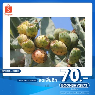 กระบองเพชรทานผล ขายเป็นท่อน 2 ท่อน 99 บาท โอพันเทีย (Opuntia ) แบบมีหนาม  ผลทานได้รสเปรี้ยวหวาน