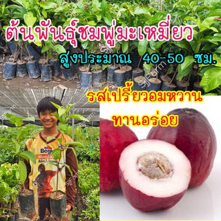 1 ต้น ต้นพันธุ์ชมพู่มะเหมี่ยว สูงประมาณ 40-50 ซม.จัดส่งพร้อมถุงเพาะชำ 1-3 วันรับสินค้า!![จำกัดจำนวน2ต้น/1กล่อง