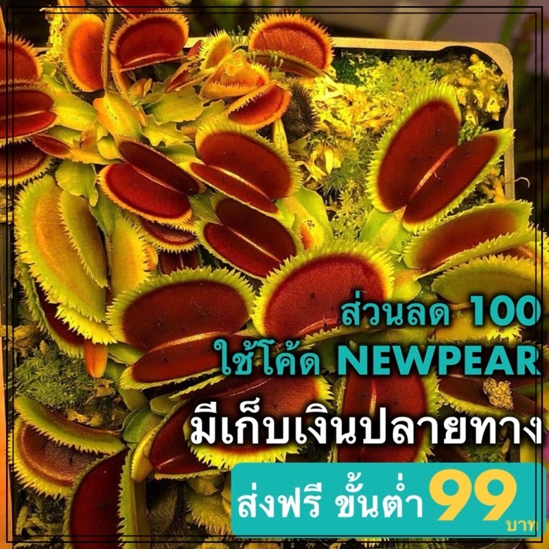 ต้นไม้กินแมลง กาบหอยแครงฟันฉลาม พร้อมส่ง