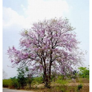 100 เมล็ด เมล็ดพันธุ์ เสลา laza wood สะ-เหฺลา อินทรชิต เกรียบ ตะแบกขน ตะเกรียบ เสลาใบใหญ่