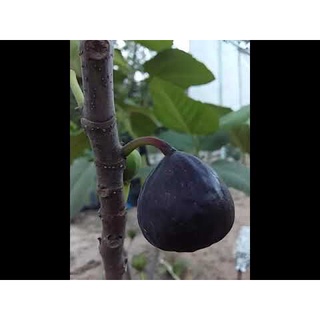 10 เมล็ด เมล็ดมะเดื่อฝรั่ง Figs สายพันธุ์  Iraqi Fig มะเดื่อฝรั่ง หรือ ลูกฟิก