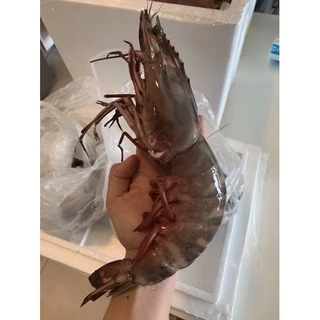 กุ้งลายเสือ จัมโบ้ ถูกที่สุด ยอดขายกว่า 2500โล สดไม่ฟรีซจากเรือโดยตรง รีวิวเพียบ ไม่ผิดหวังแน่นอน