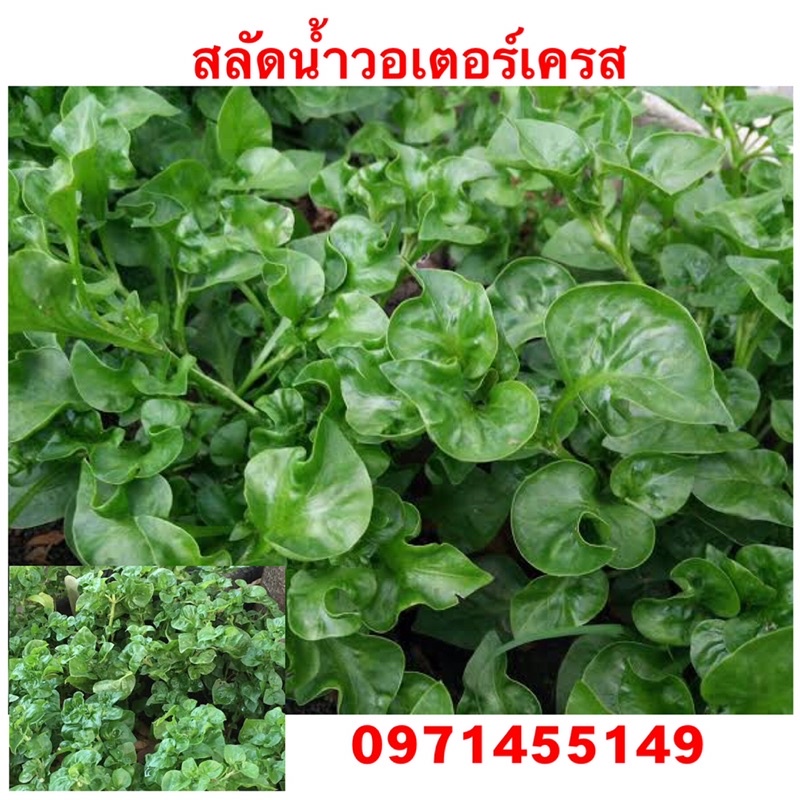 เมล็ดสลัดน้ำวอเตอร์เคส