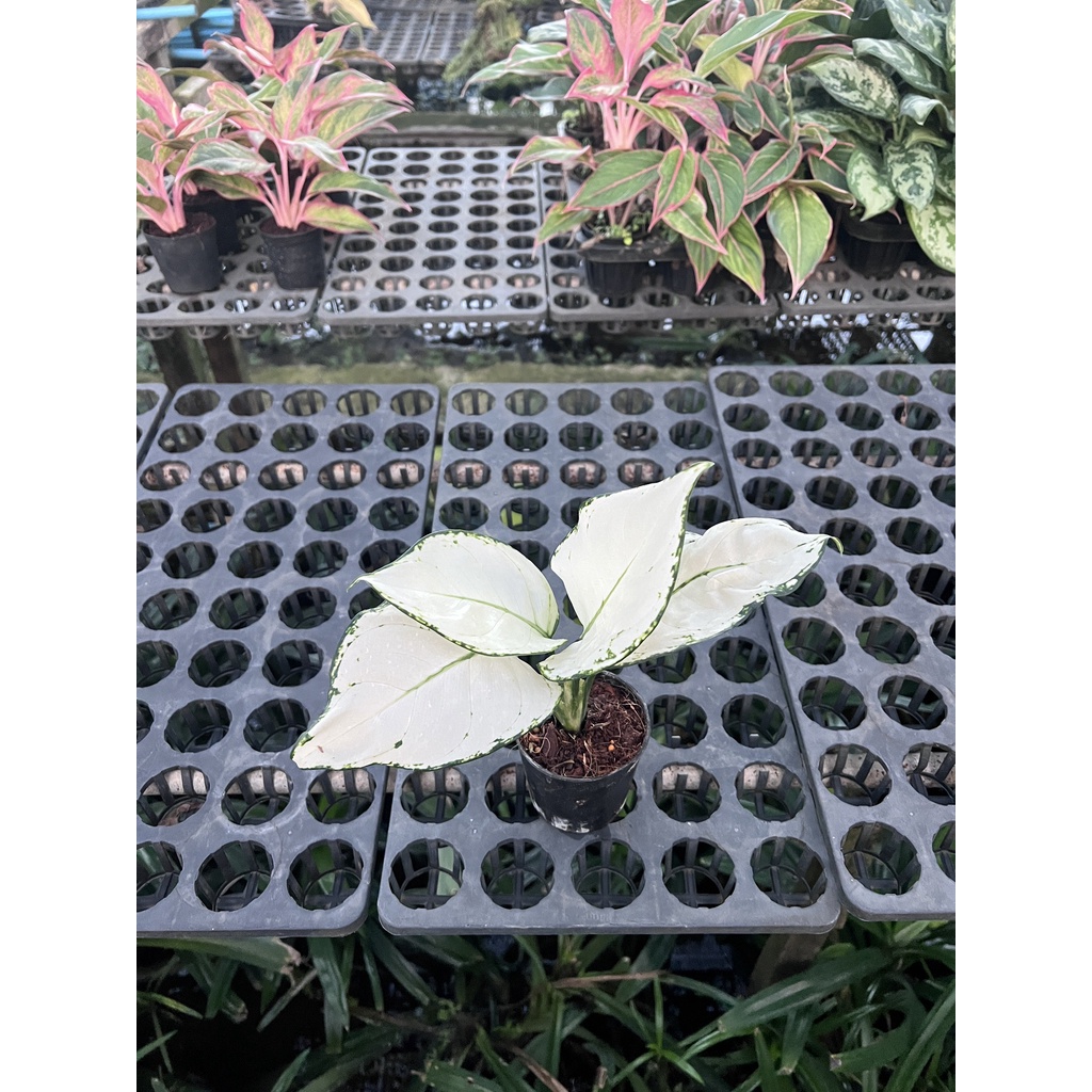 มุมมอง 2