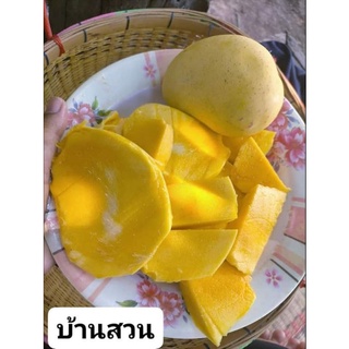 ต้นมะม่วงยายกล่ำโบราณ