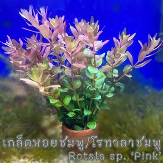 ลด20% โค้ด MTRPDSEP9 | ต้นไม้น้ำหลากหลายชนิดใส่ตู้ปลา