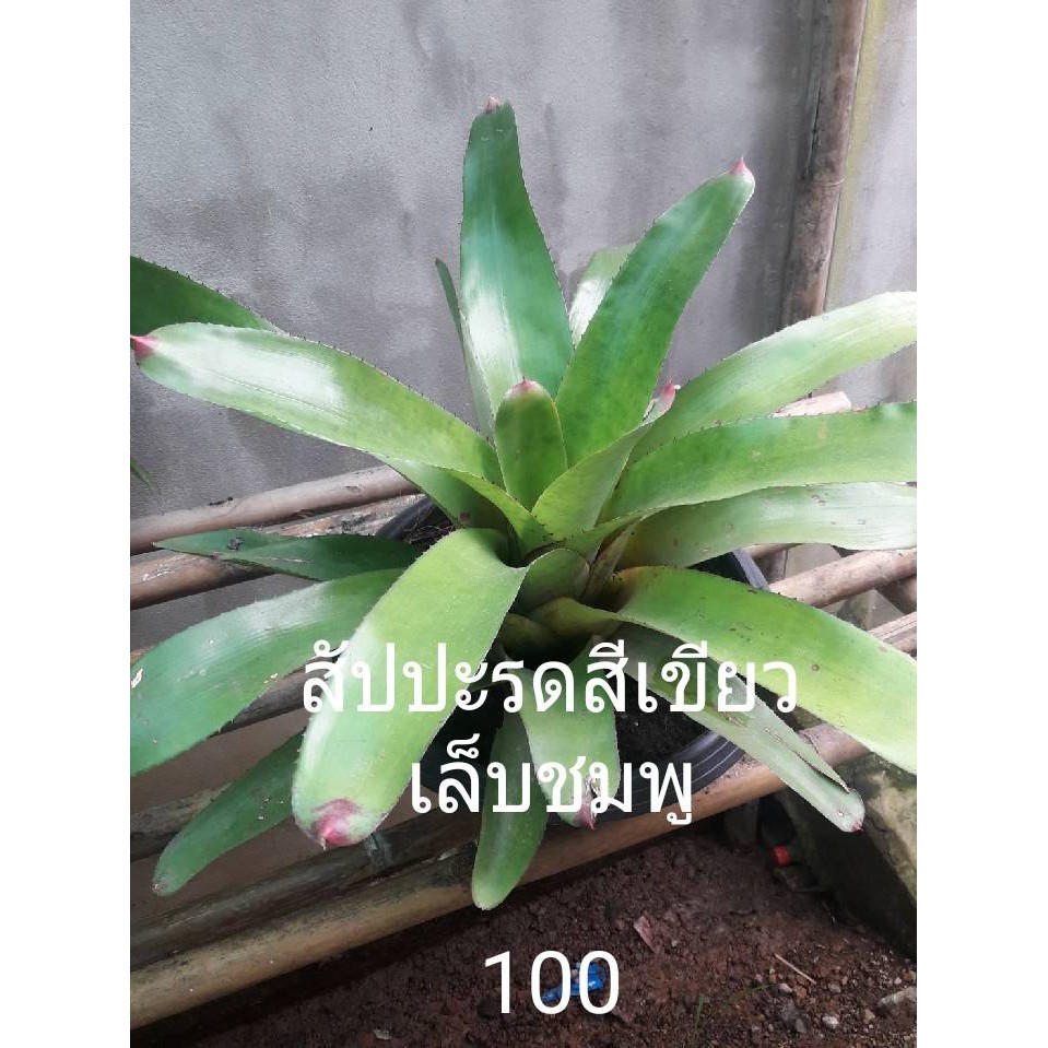 My Image 43