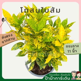 โกสน ใบส้ม ส่งพร้อมกระถาง 11 นิ้ว