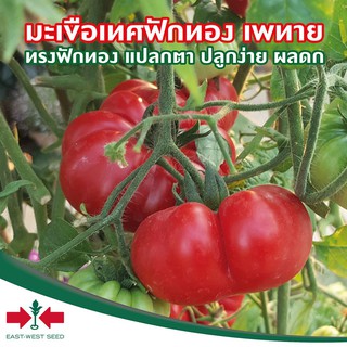 มะเขือเทศฟักทอง เพทาย 50เมล็ด Costoluto Tomato ตราศรแดง คอสโตลูโต Costoluto Tomato