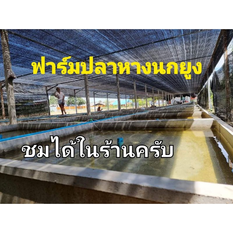 อาหารปลาหางนกยูง.อาหารปั้น.อาหารปลาหางนกยูงหูช้างเรดเทล.อาหารปลาฟลูเรด.อาหารปลาฟลูโกลด์