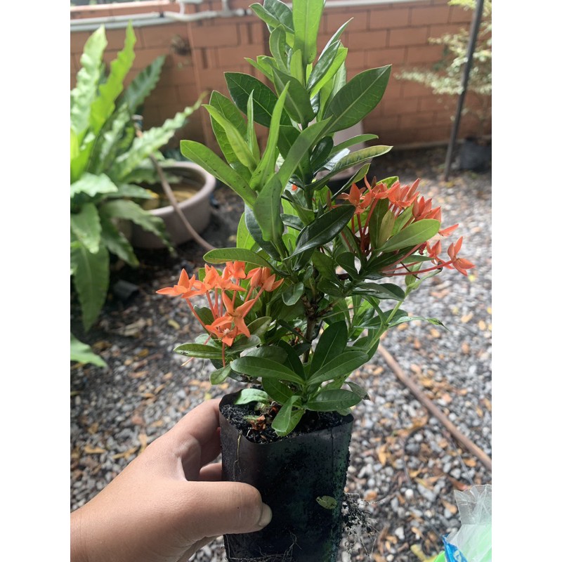 ต้นเข็มสีแดง (ส่งฟรีทักแชท) 10 ต้น แถม 1 ต้น ต้นกล้าเข็ม ขั้นต่ำ 10 ต้น (อ่านรายละเอียดข้างล่างก่อนสั่งซื้อ)