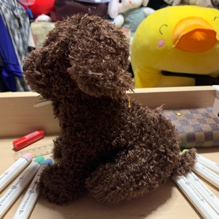 หมาพุดเดิ้ลสีน้ำตาลเข้มอ่อน