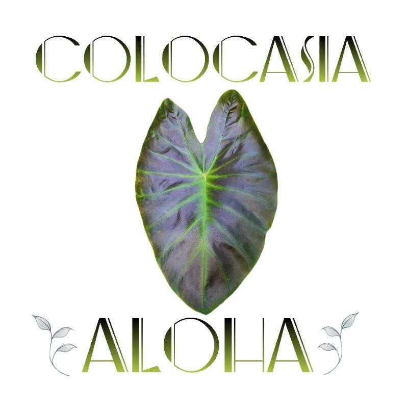 บอนอโลฮ่า / Colocasia Aloha / โคโลคาเซีย อโลฮ่า