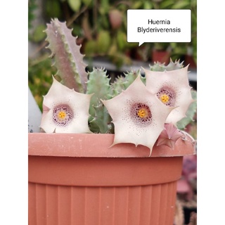 Huernia Blyderiverensis เก๋งจีน cactus