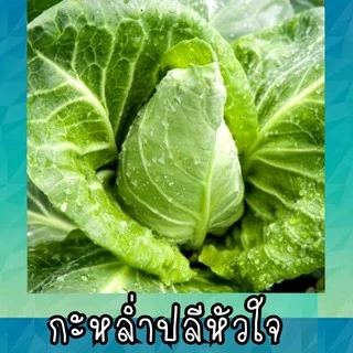 เมล็ด​พันธุ์​ กะหล่ำปลีหัวใจ​ 150เมล็ด​