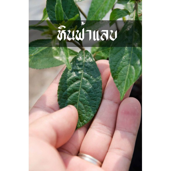 หินฟ้าแลบ (บาร์ตูนิต้า,เขียวสุรัตน์)ใช้ลดความดันใน เส้นเลือดเลี้ยงสมอง ราคา ถูกที่สุด ดีลบีเคเค แกลเลอรีภาพที่ 5
