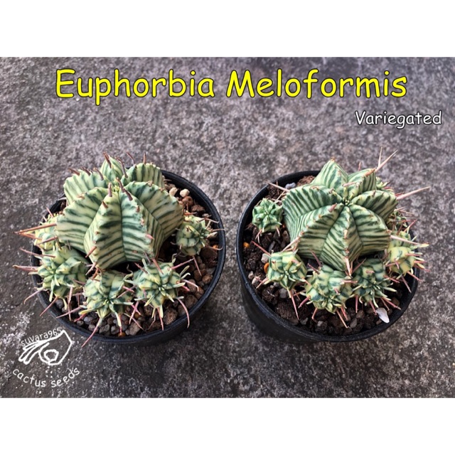 ยูโฟเบีย ยูโฟเบียด่าง กระบองเพชร ยู โฟ เบีย ยูโฟร์เบีย แคคตัส Euphorbia Meloformis Variegated หน่อเด็ดสด ยูโฟร์เบีย