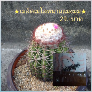 เมล็ดเมโลแคคตัสหนามแมงมุม