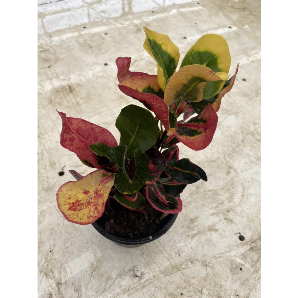 มุมมอง 2