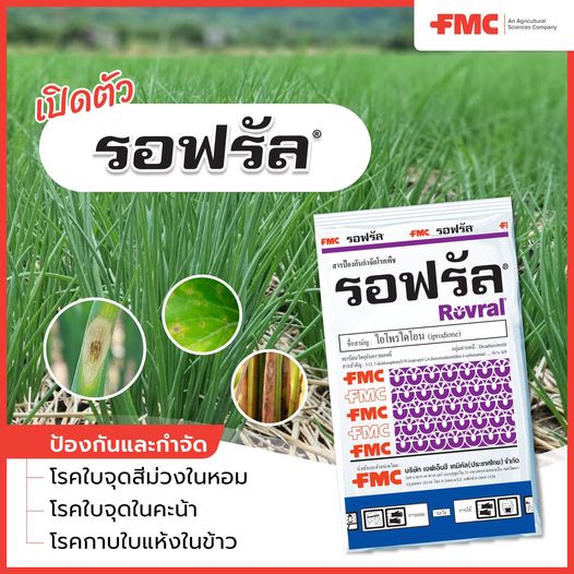 รอฟรัล 500 กรัม ไอโพรไดโอน 50%WP ใช้ป้องกันและรักษาใบจุดสีม่วง โรคกาบในแห้ง โรคใบจุดในคะน้า