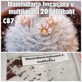 C87 แมมขนแกะแท้ Mammillaria bocasana v. multilanata	20 seeds 100 baht