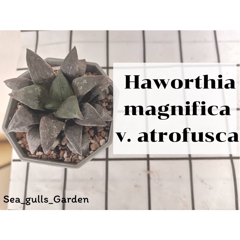 Haworthia magnifica v.atrofusca ฮาโวเทีย ไม้อวบน้ำ