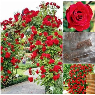 เมล็ดพันธุ์ กุหลาบเลื้อย กุหลาบ สีแดง 200 เมล็ด Red Rose Seed เมล็ดพันธุ์