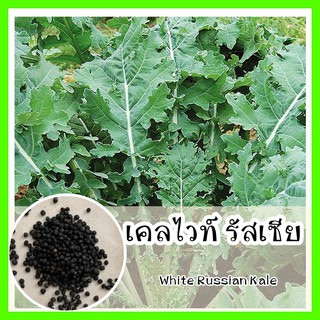 พร้อมส่ง ❗ รหัส 082 เมล็ดพันธุ์แท้ OP แท้ เคลไวท์รัสเซีย รสชาติ หวาน กรอบ  - White Russian Kale เมล็ดเคล เมล็ดผักเคล เคล