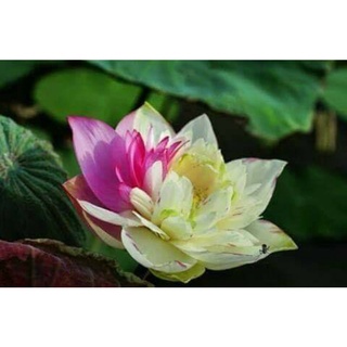 เมล็ดพันธุ์บัวหลวงเวอร์สิคัลเลอร์  Versi color Lotus  เมล็ดพันธุ์แท้ ราคาถูก นำเข้าจากต่างประเทศ