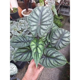 อโลคาเซีย ดราก้อน สเกล Alocasia Dragon Scale ไซต์ใหญ่ ไซต์ตั้งแม่ ลายชัด สีสด ต้นสมบูรณ์มาก