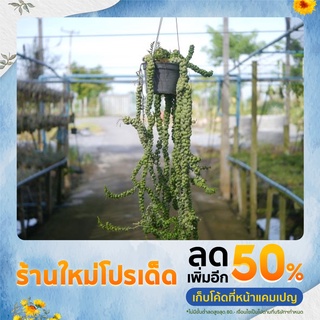 เดฟ เกล็ดมังกร (Dischidia nummularia Ideaminubu) เกล็ดมังกร เดฟเกล็ดมังกร size XXL