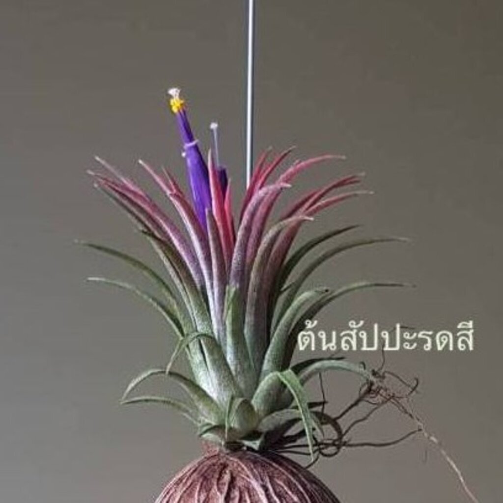 มุมมอง 3