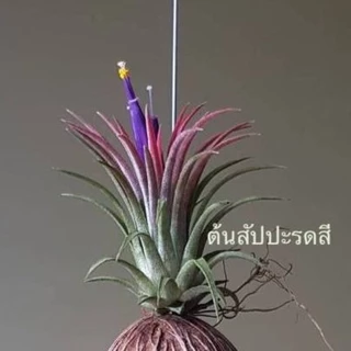 ทิลแลนเซีย เคราฤาษี ในลูกตีนเป็ด