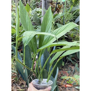 ฟิโลใบพาย ต้นไม้ฟอกอากาศ Philodendron ขนาดเล็ก เหมาะสำหรับประดับในอาคาร ปลูกง่าย (ชำรากแข็งแรง ถอดกระถางส่ง)