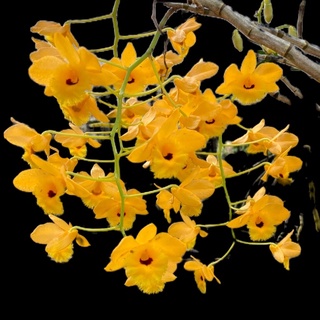 เอื้องจำปา เอื้องแวมยุรา สีทอง ทนทาน เลี้ยงง่าย Dendrobium moschatum