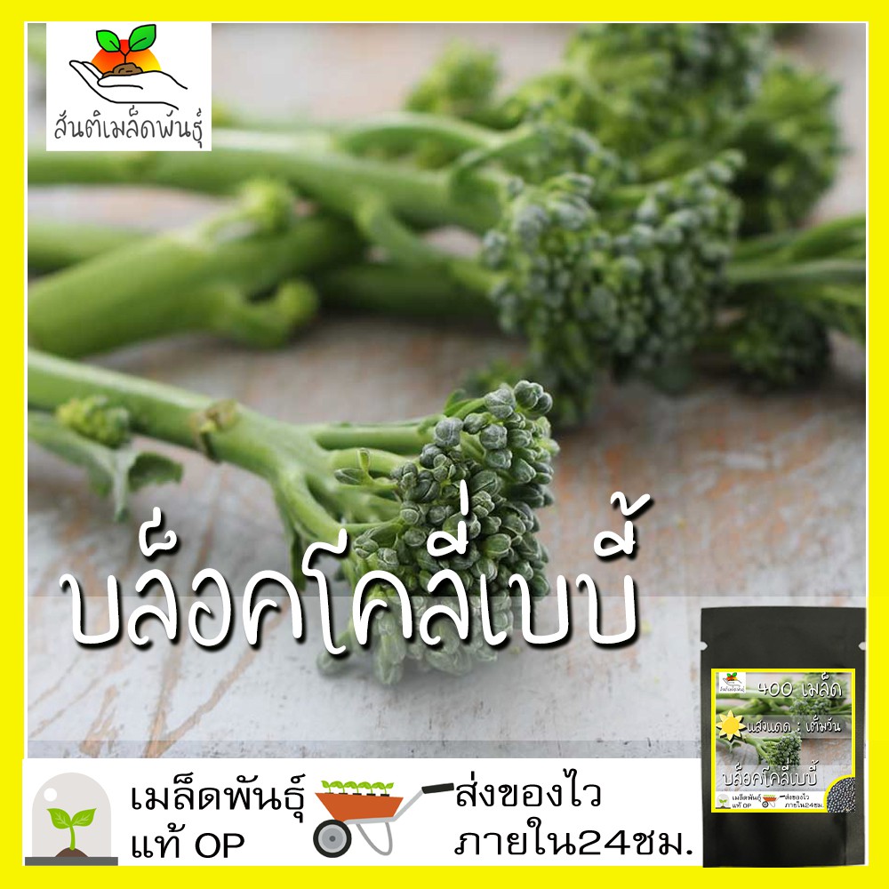 เมล็ดพันธุ์ เบบี้บล็อคโคลี่ 400เมล็ด Green Sprouting Broccoli เมล็ดพันธุ์แท้100% นำเข้าจากต่างประเทศ ปลูกผัก สวนครัว ถูก
