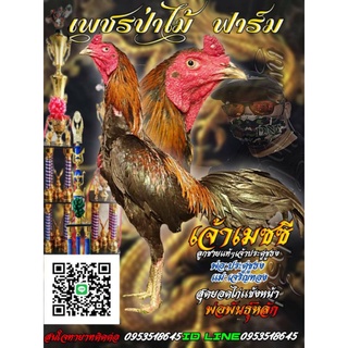 ไข่ไก่ชนสายเลือดเงินล้าน
