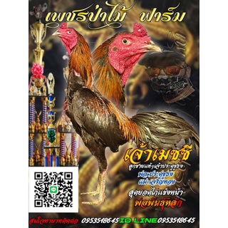 ไข่ไก่ชนเชื้อสายเงินล้านพิเศษ 5ฟอง450บาท