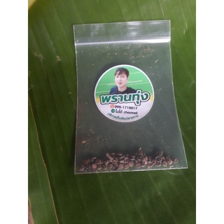 เมล็ดพันธุ์ผักเลนเค็ด30เมล็ด55บาทพร้อมส่ง