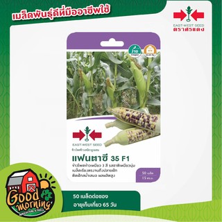 SORNDAENG 🇹🇭 ผักซอง ศรแดง S040# ข้าวโพดข้าวเหนียว แฟนตาซี 35 F1 เมล็ดพันธุ์   เมล็ดพันธุ์ผัก ผักศรแดง ตราศรแดง