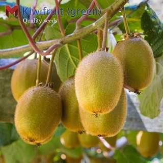 กีวี(เขียว) Kiwi Fruit Green ไม้เลื้อยผลัดใบ (100เมล็ด)