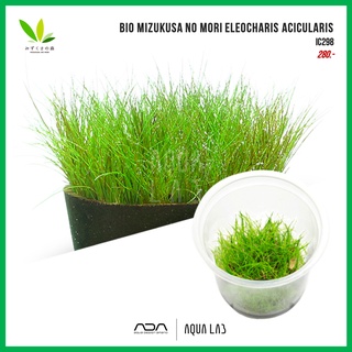 BIO Mizukusa no Mori Eleocharis acicularis (แฮร์กลาส) [ไม้น้ำ - Aquatic Plant]