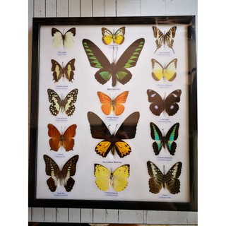 ตัวอย่าง ผีเสื้อ mix 15 ตัว กรอบใหญ่ ใช้ตกแต่งบ้าน พร้อมส่ง Butterfly Mix Entomology Real Thai Wood Framed Insects