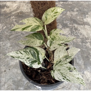 อิพิ มาร์เบิ้ล Epipremnum Marble Variegated กิ่งชำสมบูรณ์แข็งแรง