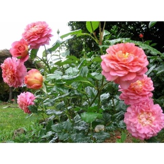 30 เมล็ด กุหลาบ พันธุ์ Christopher Marlowe Rose Seeds ดอกใหญ่ นำเข้าพร้อมคู่มือ