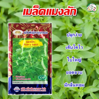 เมล็ดแมงลัก Hoary basil เมล็ดพันธุ์แมงลัก เมล็ดพันธุ์ผัก แมงลัก เมล็ดผักสวนครัว ตราภูเขาทอง